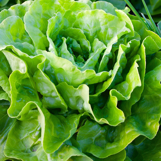 Lettuce - All Year Round