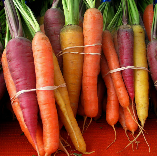 Carrot - Rainbow Mix